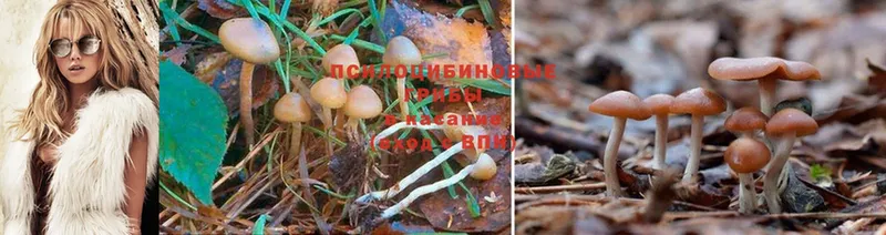 сайты даркнета состав  Кедровый  Псилоцибиновые грибы Magic Shrooms 